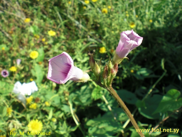 Ipomoea purpurea (L.) Roth